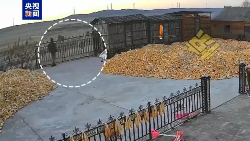东北虎出没！“丛林之王”有多厉害？