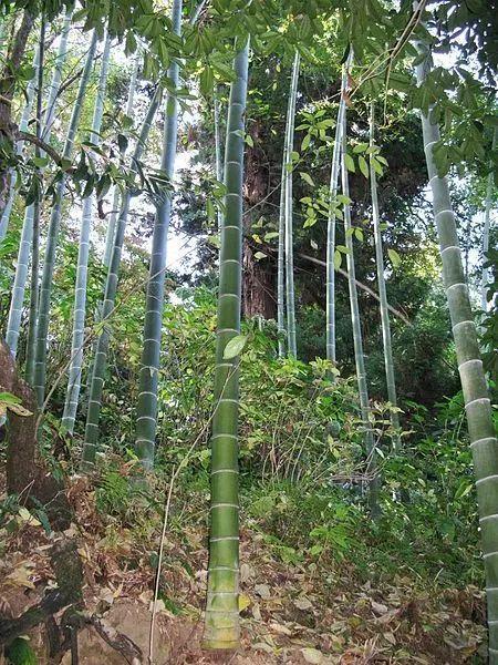 竹笋与邻居家的毛竹