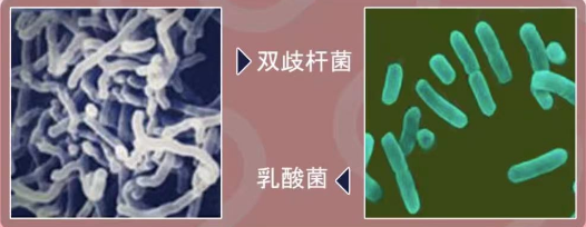 能治病，又能致病，还能“左右”人的脑子，肠道菌群咋这么能耐？