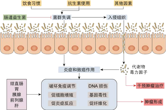 能治病，又能致病，还能“左右”人的脑子，肠道菌群咋这么能耐？