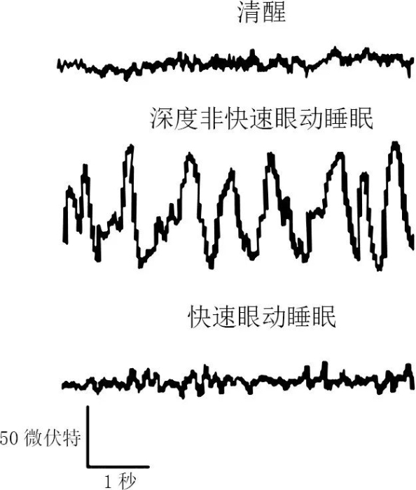 我们为什么要睡觉1.jpeg