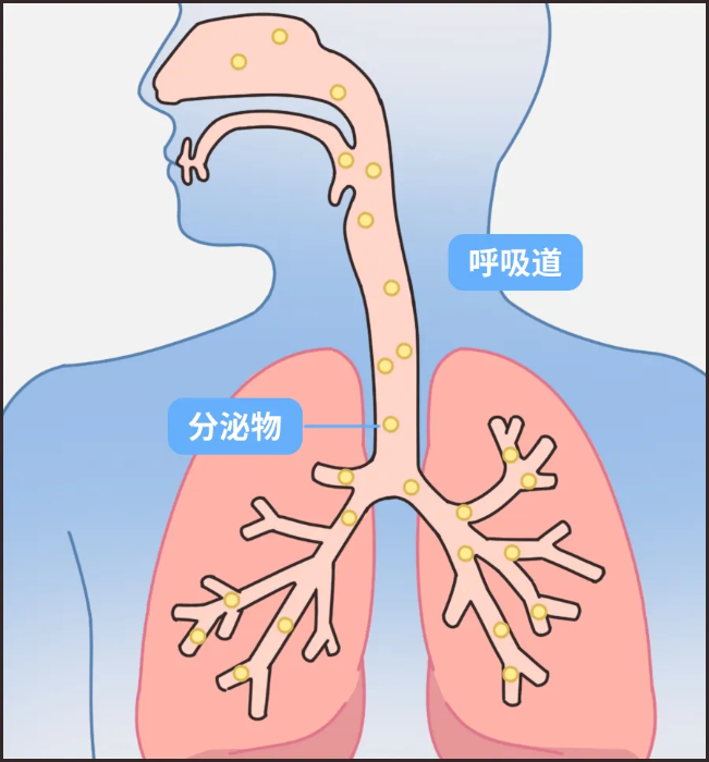 一种甜甜的食物，可以缓解感冒引起的咳嗽
