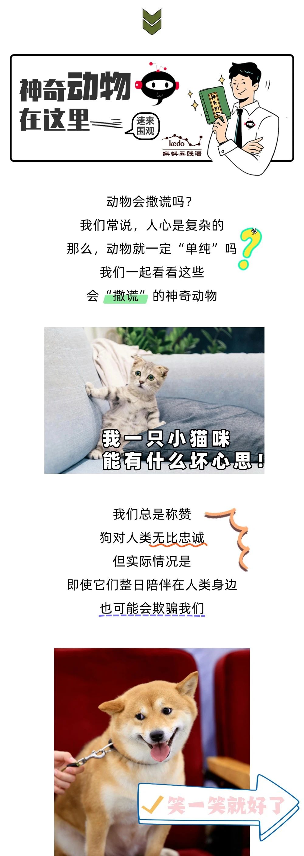 动物也会撒谎？它们的演技说不定比人类更逼真！
