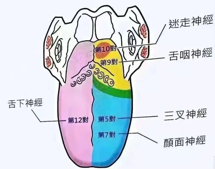 每天动动身上这个部位，有效延缓大脑衰老