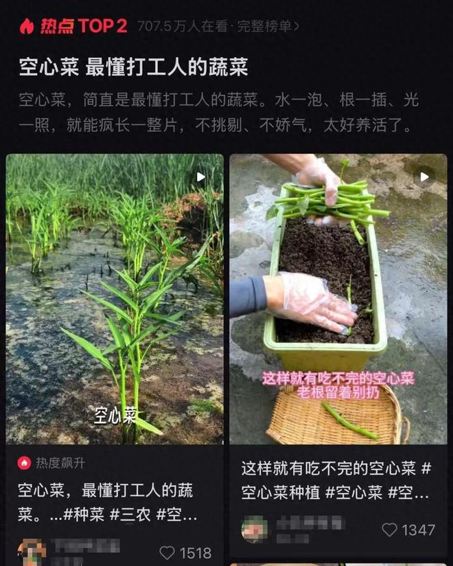 最懂打工人的蔬菜！给水就活，实在太“神仙”