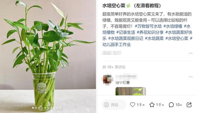 最懂打工人的蔬菜！给水就活，实在太“神仙”