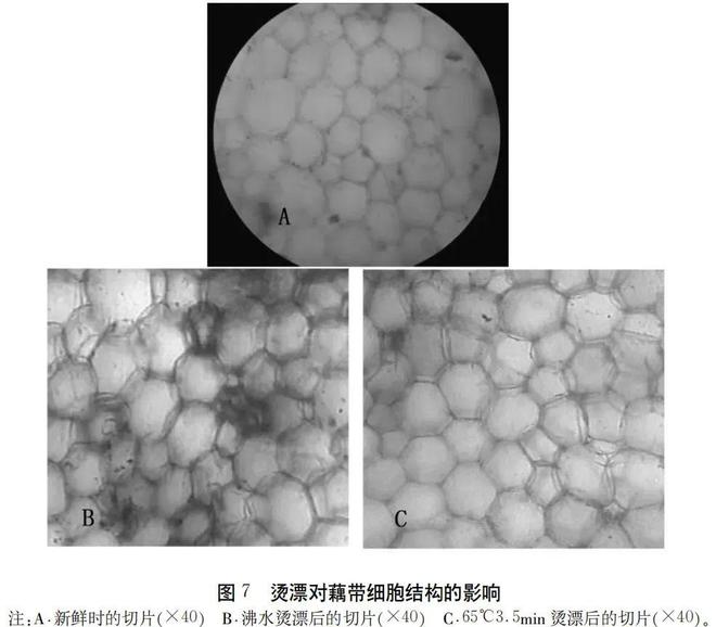 武汉夏季“餐桌顶流”：维生素C赛柠檬，爽脆超下饭