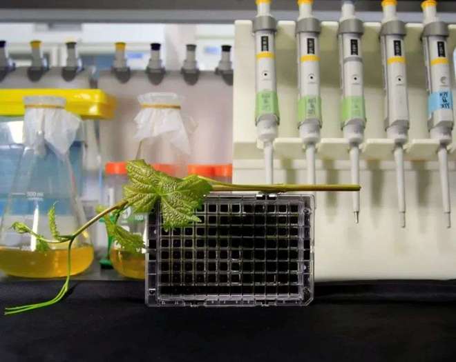 科学家用AI破解葡萄品质下降难题