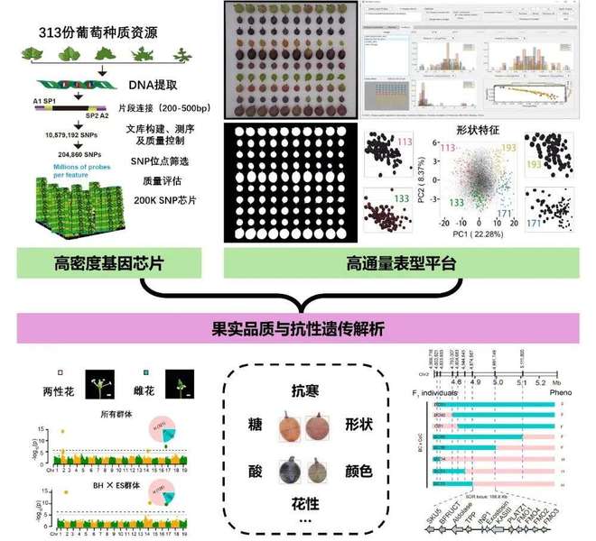 科学家用AI破解葡萄品质下降难题