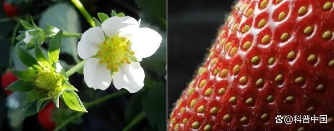 草莓、蓝莓、树莓……这些“莓”果，都是一家吗？