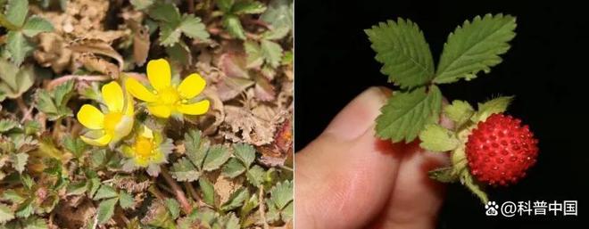 草莓、蓝莓、树莓……这些“莓”果，都是一家吗？