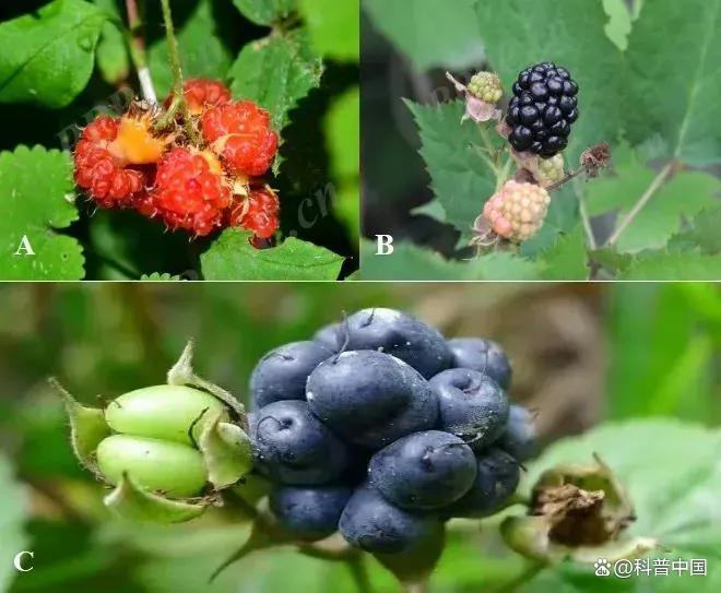 草莓、蓝莓、树莓……这些“莓”果，都是一家吗？