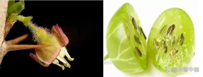草莓、蓝莓、树莓……这些“莓”果，都是一家吗？