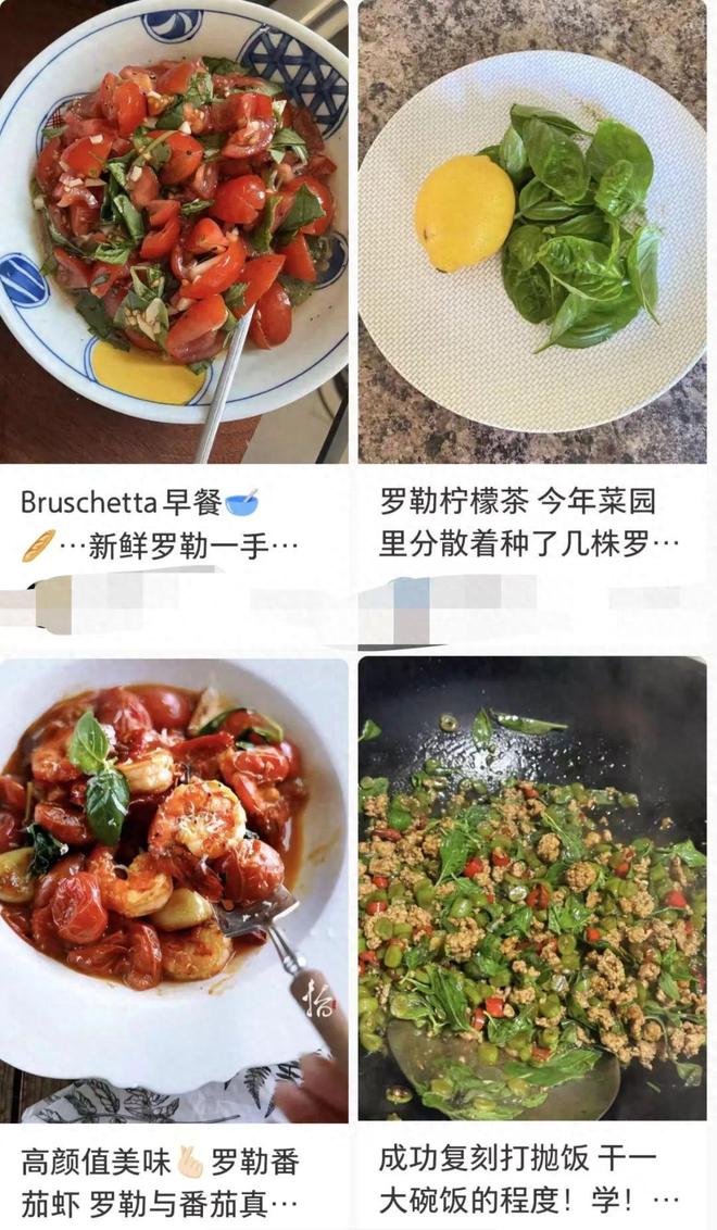 河南人专属“猫薄荷”火了！钾是香蕉2倍，钙超牛奶你尝过吗？