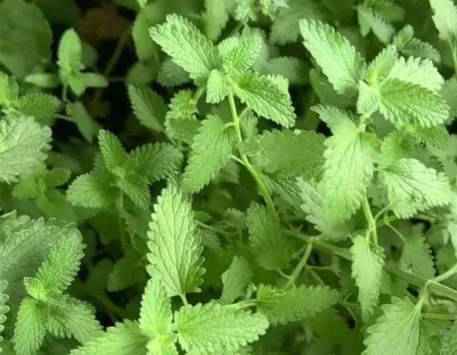 河南人专属“猫薄荷”火了！钾是香蕉2倍，钙超牛奶你尝过吗？