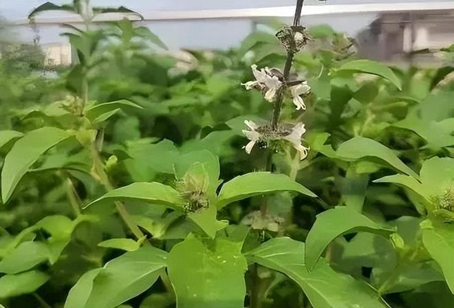 河南人专属“猫薄荷”火了！钾是香蕉2倍，钙超牛奶你尝过吗？