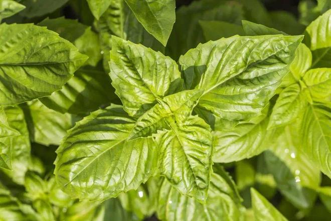 河南人专属“猫薄荷”火了！钾是香蕉2倍，钙超牛奶你尝过吗？