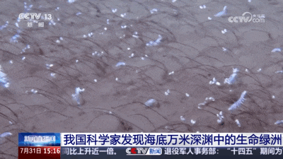 “奋斗者”号深潜9533米，发现2500公里生命绿洲