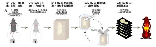 科学家让老鼠变“透明”，绘出神经全图