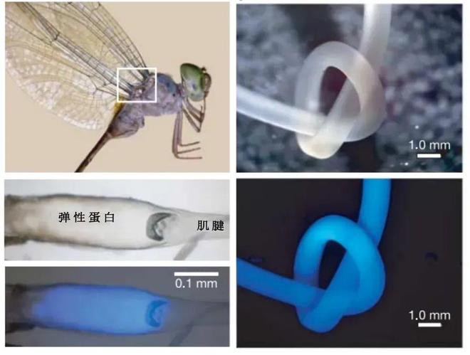 科学家从蜻蜓翅膀中发现超强弹性材料新突破
