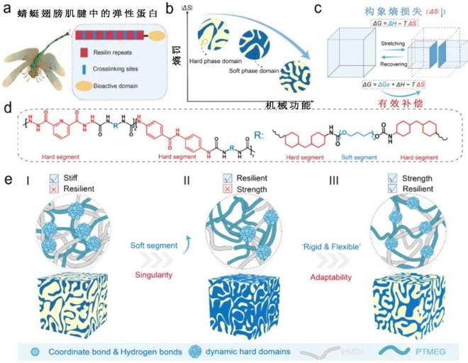 科学家从蜻蜓翅膀中发现超强弹性材料新突破