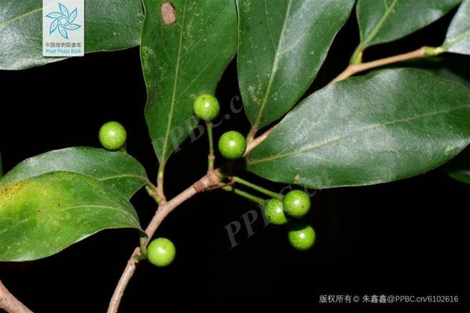 今年最火的香料！贵州“木棍”香料走红，下饭神器你试了吗？