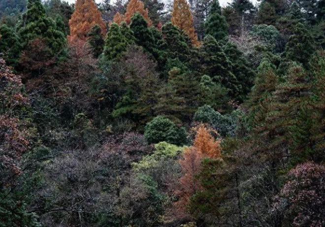 气候变化影响植物物候，枫叶红得更晚银杏落叶推迟
