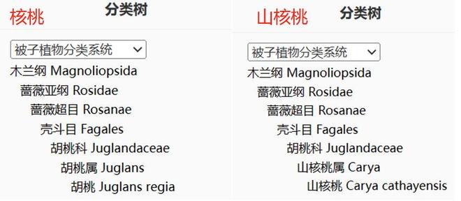 坚持吃核桃6个月，大脑真的变了！科学揭秘背后真相