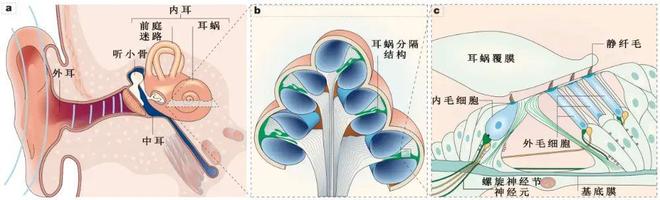老年性耳聋有救了？科学家找到耳蜗衰老关键因子