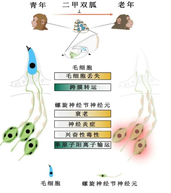 老年性耳聋有救了？科学家找到耳蜗衰老关键因子