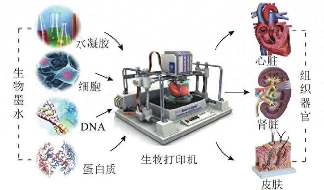 破解3D生物打印难题：新型生物墨水为再生器官“通电”
