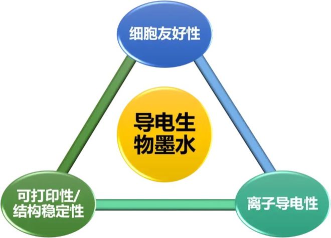 破解3D生物打印难题：新型生物墨水为再生器官“通电”