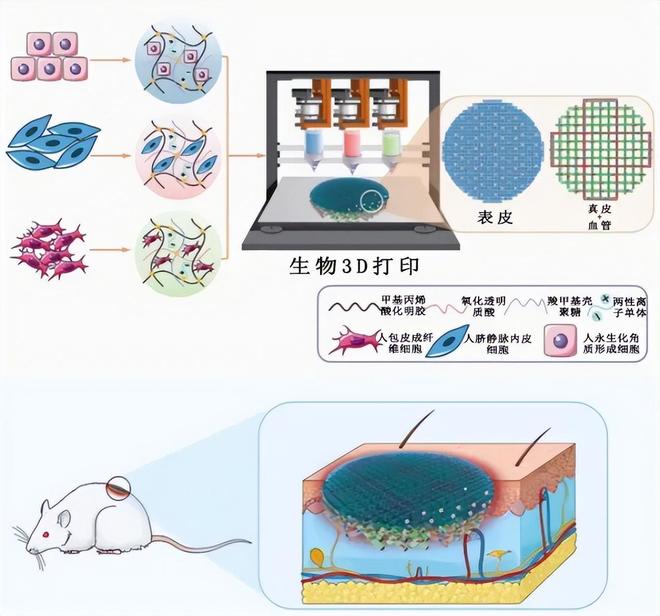 破解3D生物打印难题：新型生物墨水为再生器官“通电”