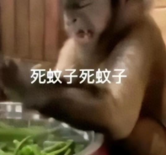 科学家正努力研究能否让蚊子彻底灭绝