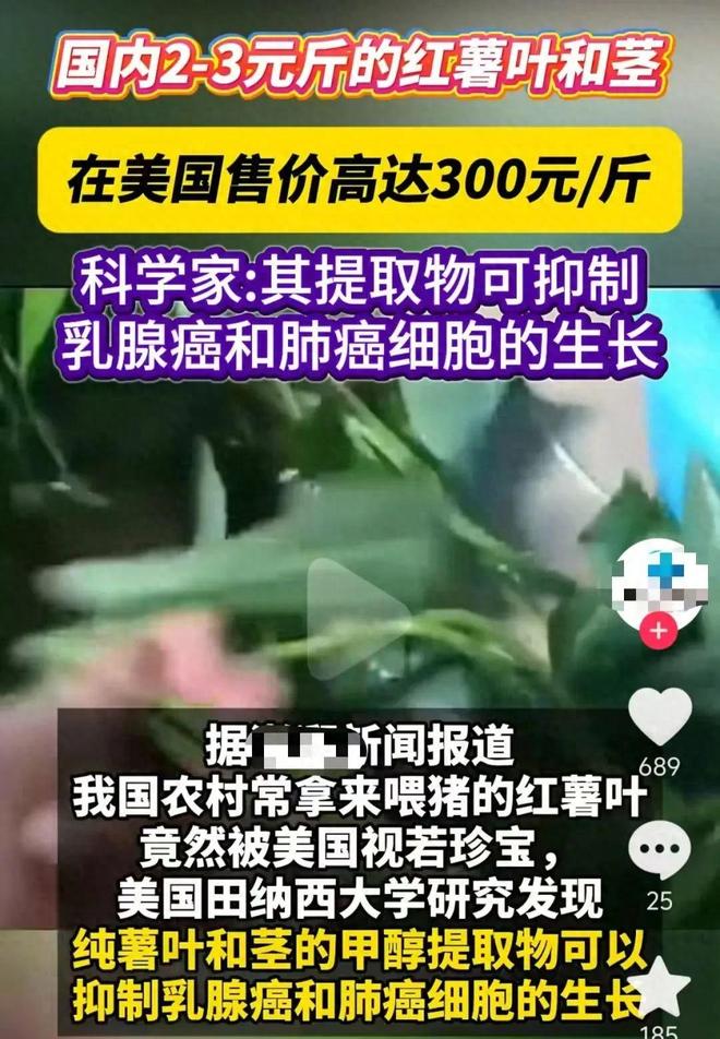 不起眼的“喂猪菜”在美国卖到300元一斤，竟被抢疯！