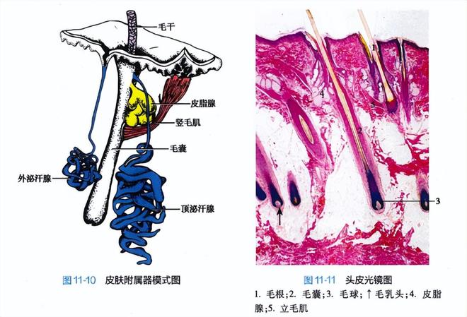 白头发拔一根长三根？真相终于揭晓！