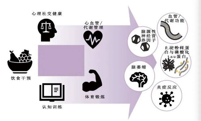新研究揭示：7类食物为核心的饮食模式可预防痴呆