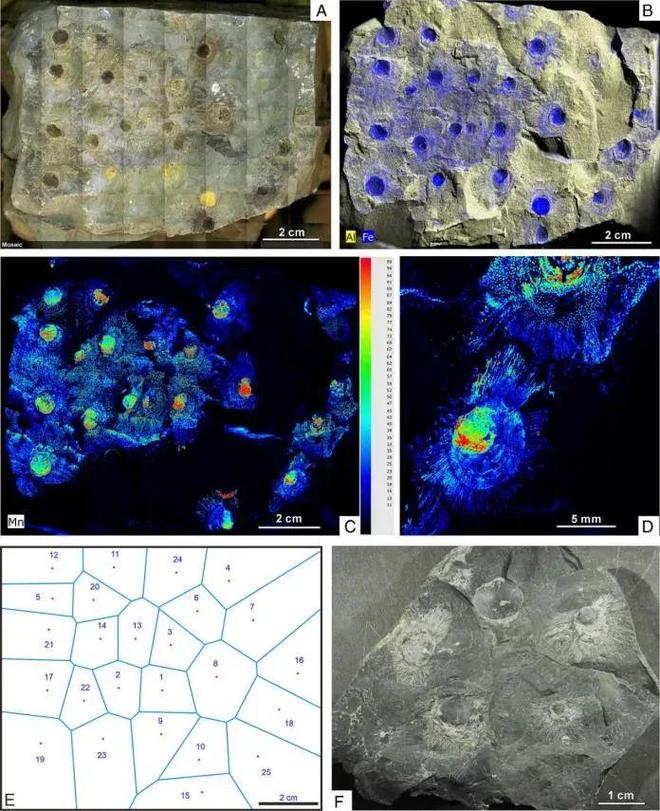 4.36亿年前远古生物用刚毛保持“社交距离”，原因竟与生存竞争有关
