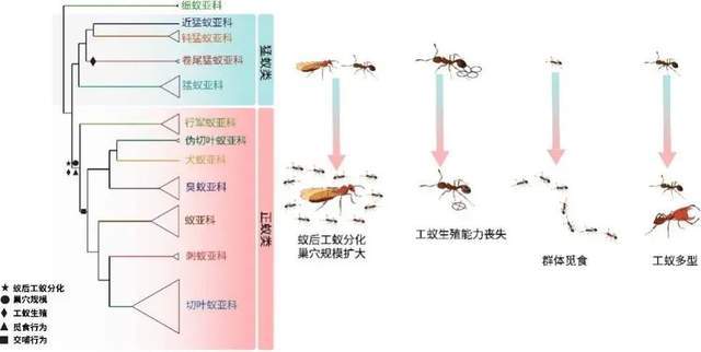 小小蚂蚁总重量竟是全球人类体重的五分之一