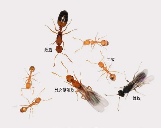 小小蚂蚁总重量竟是全球人类体重的五分之一