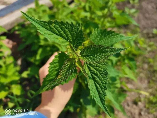 这菜炖鱼煮粥巨香！促排便还比胡萝卜护眼，当调料太可惜！