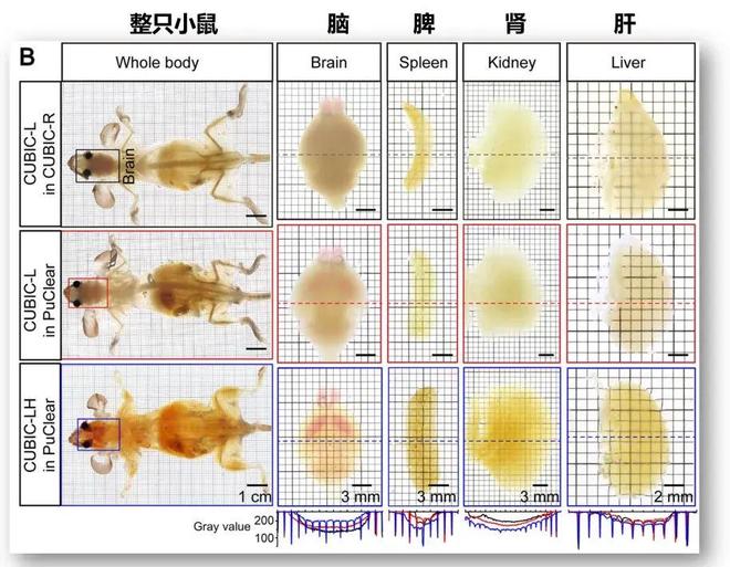 科学家让老鼠变“透明”，绘出神经全图