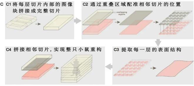 科学家让老鼠变“透明”，绘出神经全图