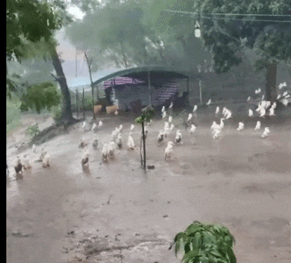 为什么下雨时鸭子一动不动？真相揭秘