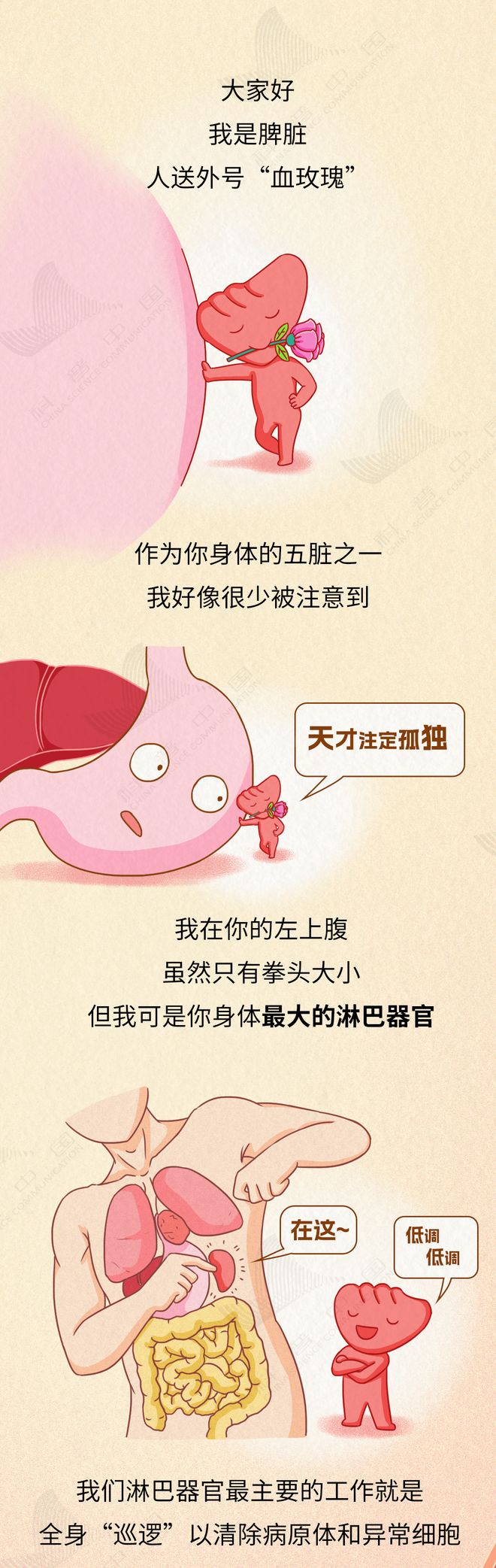 身体最大淋巴器官竟有致命弱点，你不可不知的健康真相