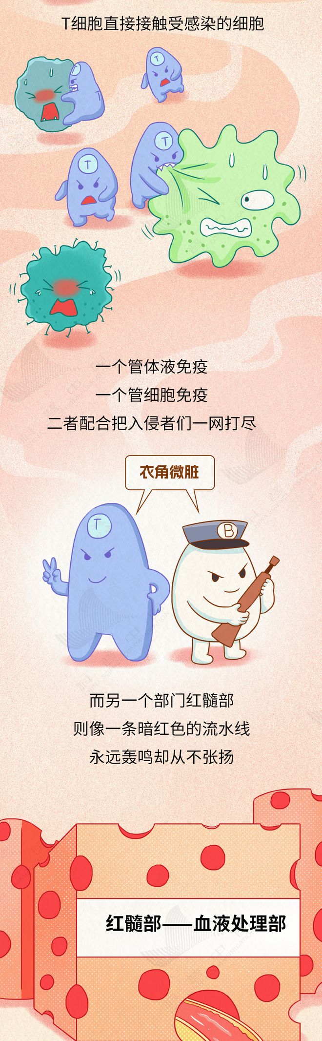 身体最大淋巴器官竟有致命弱点，你不可不知的健康真相