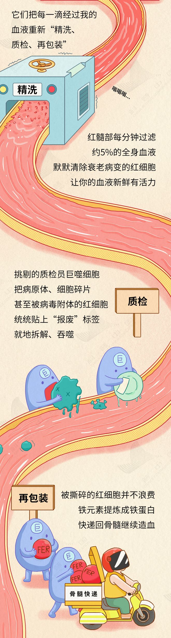 身体最大淋巴器官竟有致命弱点，你不可不知的健康真相