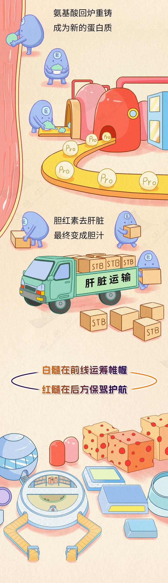 身体最大淋巴器官竟有致命弱点，你不可不知的健康真相