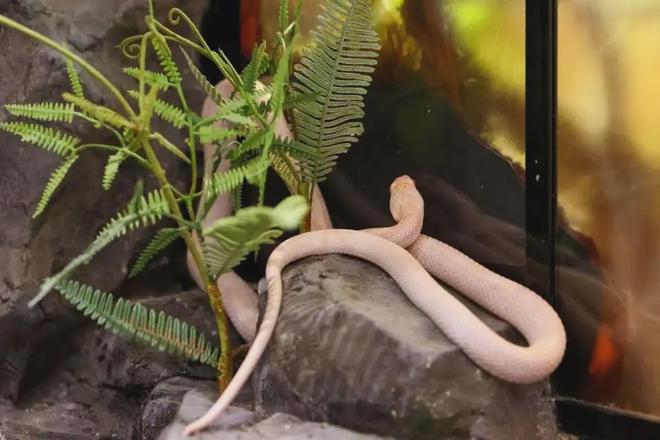 “我真的真的很怕鸡”！禽类恐惧症到底多真实？