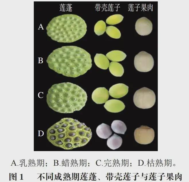 这种应季食物，高碳水却低GI，三高人群也能放心吃！